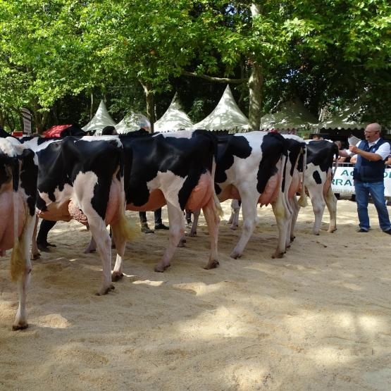 Le concours Prim’Holstein départemental se déroulera sur la journée du samedi. Photo : JL.Masson