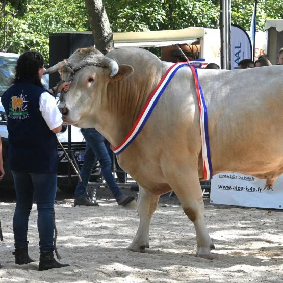 Tango, taureau du GAEC des Blondes, a décroché deux titres : celui de champion mâle adulte et meilleur animal du concours. Son imposante carrure a impressionné le public réunis autour du ring. Photo : I.ANTOINE