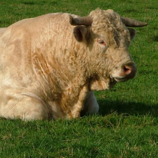 La région Grand-Est prend en charge à 70% le coût du testage des mâles reproducteurs. Photo DR