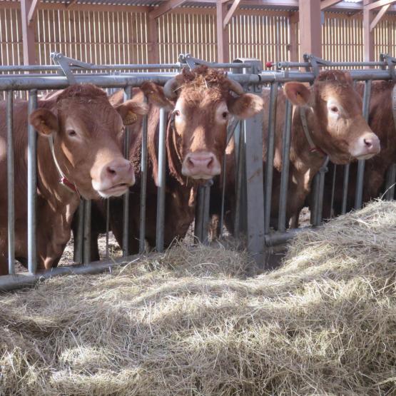 Sur l’exercice écoulé, 1.305 places d'engraissement ont été créées. Photo : H.Flamant