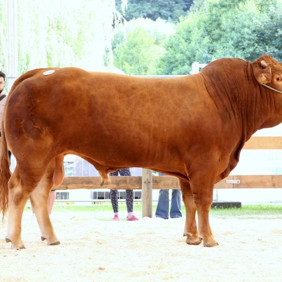 UNIVERSAL est un nouveau taureau reproducteur sur la ferme Clemes-Majerus. Il a été nommé champion national à Ettelbrück en 2025.
