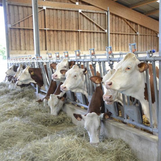 Les vaches taries consomment davantage que les références des années 90 : il faut en tenir compte pour ajuster les rations. Crédit photo : A.Coronel