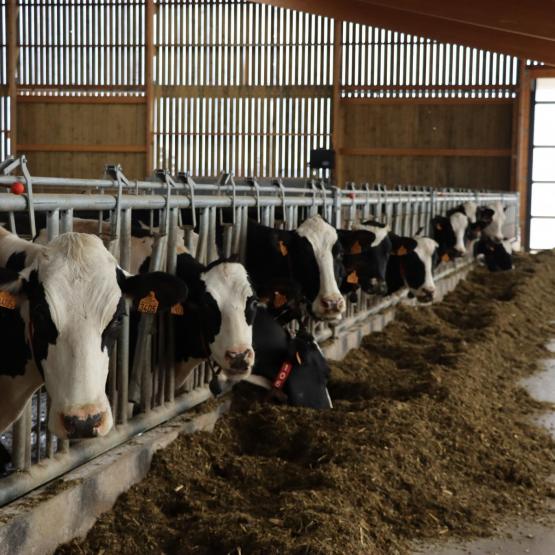 Pour les vaches laitières, l’enjeu est d’apporter une quantité maitrisée d’amidon dégradable pour satisfaire l’équilibre nutritionnel du rumen et prévenir les risques de pathologies digestives.Photo : H.Flamant
