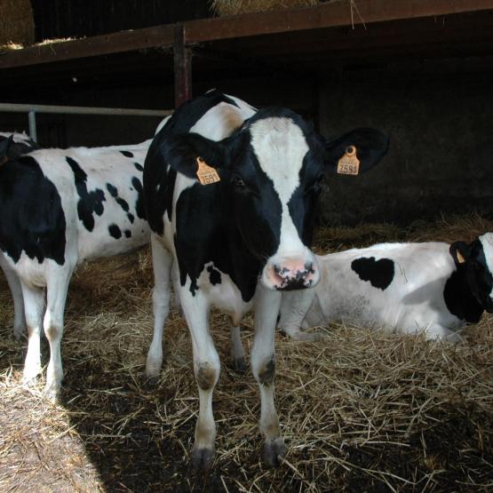 En phase lactée, le Gmq moyen est d’environ 850 à 900 g/jour.