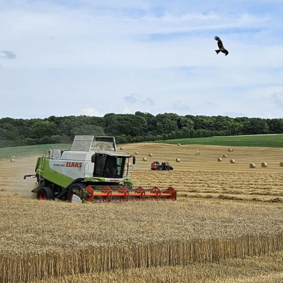 La synthèse de la récolte du blé ressortira-t-elle, à l’instar des orges d’hiver, de 10 % supérieure à la moyenne olympique ? Photo : Nicolas Masson.