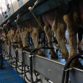 Malgré l’abondance de fourrages, une baisse de la production laitière est observée depuis le début de l’automne. En cause, une qualité des fourrages globalement médiocre. Photo : H.Flamant.