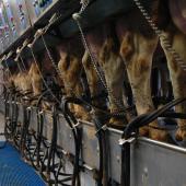 Les analyses de lait par spectrométrie infrarouge sont une mine d’informations sur la composition en acides gras, l’équilibre alimentaire, la santé animale…