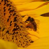 La première journée sanitaire apicole du Grand Est a été l’occasion de faire le point sur les menaces qui pèsent sur l’abeille domestique. Photo : Arvalis-Institut du végétal