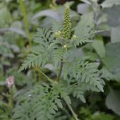 Une seule plante peut produire en moyenne 3.000 graines qui ont une longévité de dix à trente ans, ce qui peut la rendre assez concurrentielle des cultures