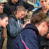 Des bancs de l’école roumaine à la ferme alsacienne, les étudiants français aspirants vétérinaires étaient à l’EARL Lutz pour une immersion organisée par le GTV GE. ©Photo A. Frintz