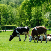 Les vaches sont misent au pré en fin d’hiver pour déprimer les prairies. © Photo sous licence CC