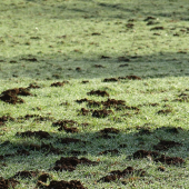 Les taupinières doivent être supprimées des surfaces pour notamment limiter les risques d’usure du matériel ou de contamination du fourrage récolté. © Photo sous licence CC