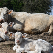 Vaches allaitantes. © Photo sous licence CC