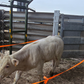 Le scanner pheno3D effectue le contrôle de performances viande de 80 à 100 animaux en deux heures. © Photo Maxence BRUYAS