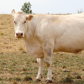 Après une sécheresse importante, il faut éviter une remise en pâture trop précoce pour préserver les prairies. © Photo DR