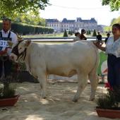 Abondance, grande championne Charolaise 2026 de Lunéville. Photo : H.Flamant.