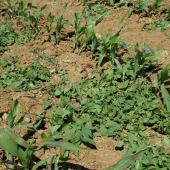 Des essais ont été réalisés sur maïs. L’algorithme présente un taux de 70 % de bonne détection des adventices.