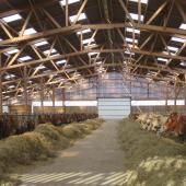 Alexandre Hinzelin a opté pour une allée centrale pour l’alimentation des vaches. Les bétons ont été surfacés pour repousser plus facilement les fourrages. Photo : H.Flamant