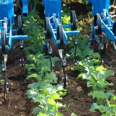 Repenser la rotation pour faciliter le désherbage mécanique est l’une des stratégies de transition mises en œuvre. (Crédit photo : J.JORIS)