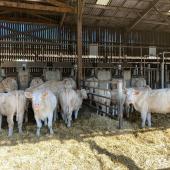 Quatre lots d’une dizaine de génisses de race Charolaise ont participé aux essais à FERM’INOV (Ferme de Jalogny). Crédit photo : FERM’INOV