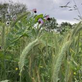 Au printemps prochain, le méteil implanté cet automne pourra être récolté en ensilage au mois de mai et ainsi reconstituer une partie des stocks qui fait aujourd’hui défaut. Photo : S.Schetelat/Idele