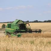 Les parcelles de colza approchent de la récolte, et les températures exceptionnellement chaudes de ces derniers jours devraient accélérer la maturité. Crédit photo : Terres innovia