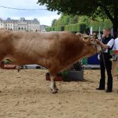Porsche, de Jean-Luc Collignon, s’est vu attribué deux titres : champion mâle adulte et meilleur animal du concours. Son imposante longueur et hauteur ont impressionné les amateurs réunis autour du ring. (crédit photo : JJ) 