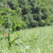 La pression chardon ne cesse d’augmenter depuis dix ans. Photo : Terres Inovia