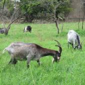 Les chèvres de William Rouleau bénéficient de 10 ha d’herbe sur les terrains de Novacarb. Une herbe que cette race rustique valorise bien. Photo : H.Flamant