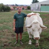 Loïc Choirfer participe au concours Charolais depuis 2015, avec des vaches  et des génisses. Des prix sont remportés presque chaque année. (Crédit photo : JJ)