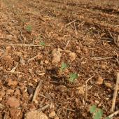 L’implantation du colza conditionne la robustesse de ce dernier vis-à-vis des agresseurs et des aléas climatiques. Crédit photo : Terres Inovia