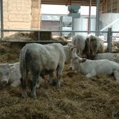 Les coûts alimentaires des rations sont en baisse pour la deuxième année consécutive. Photo : H.Flamant