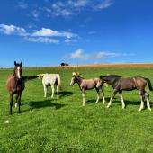 À Chef-Haut, quatre chevaux de Selle français pâturent auprès  de chevaux Ardennais, de moutons Texel et de vaches Aubrac. (Crédit photo : Benjamin Lacroix)