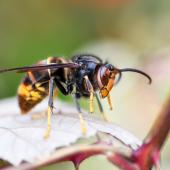 Outre les incidences sur l’activité humaine, le frelon asiatique à pattes jaunes affaiblit les colonies d’abeilles et impacte les rendements agricoles dépendant de la pollinisation. Photo DR.