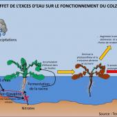 Effet de l’excès d’eau sur le fonctionnement du colza. Source : Terres Inovia.