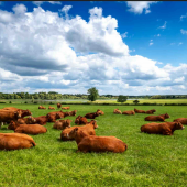 Côté allaitant, l'élevage se recentre sur le modèle des « naisseurs ». Photo iStock.