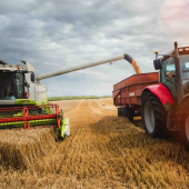En UE comme en France, le blé sera préféré au maïs, trop cher à l’achat, pour formuler des aliments. Photo DR.