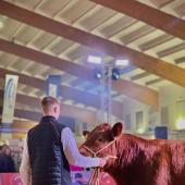 Pour la première fois, des animaux de la race étaient présentés à un événement de cette ampleur. ©Lou Godenir - Douceur Rurale
