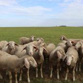 Selon le Dr Spieser, la vaccination contre les sérotypes 4  et 8 de la Fco et contre la Mhe est  à envisager sérieusement cet hiver. Photo : H.Flamant