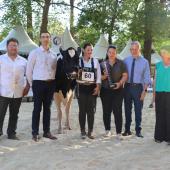 Clairette, copropriété du GAEC des Champs Montants à Hériménil et de l'EARL de la Muraille à Morey, est la grande championne d'Elevage en fête 2026. Photo : H.Flamant.