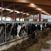 2025, une année avec globalement peu de risques mycotoxines. Photo : H.Flamant