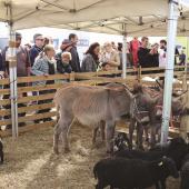 Bien qu’il n’y ait pas de bovin présent cette année, les animaux présents sauront attirer les visiteurs. Photo DR.