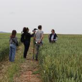 Constance Richard, responsable du service agronomie de Lorca, sensibilise le grand public aux enjeux liés au vulpin et à l’ergot, devant les caméras de France 3. Photo : J.Joris