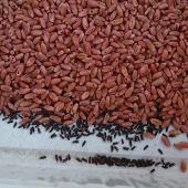 Le charançon du blé est un petit coléoptère capable de causer de gros dégâts aux grains de céréales et de légumineuses. Crédit photo : Begonia