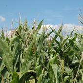 Arvalis souhaite sensibiliser les éleveurs, les CUMA et les entreprises de travaux agricoles à l’avancement de la maturité des maïs, afin de déclencher les chantiers de récolte à temps. Photo d’archives.