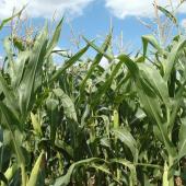 Sur la récolte 2025, «près de 75 % des ensilages de maïs présente une teneur en amidon supérieure à 30 %».