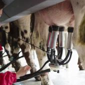 Si les robots de traite gagnent du terrain, les salles de traite restent majoritaires. Photo : Lucie Page/CNIEL