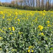 Le colza a subi des à-coups climatiques au moment de la floraison.