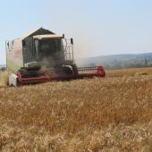La moisson du blé battait son plein cette semaine (Photo d’archives).