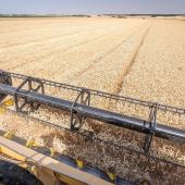 La moisson 2024 laisse «un sentiment très amer», selon Vincent Le Ber, responsable céréales chez  Lorca. «On n’imaginait pas une grande moisson, c’est pire que prévu». Photo : Stéphane Grossin-Anefa.